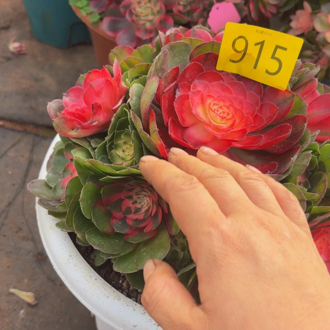 哈哈多肉葡萄福利915