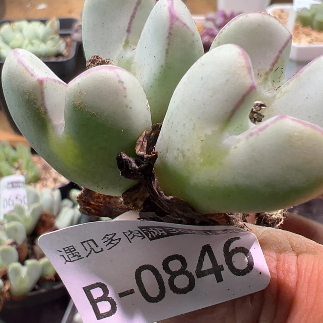 多肉植物111111111111