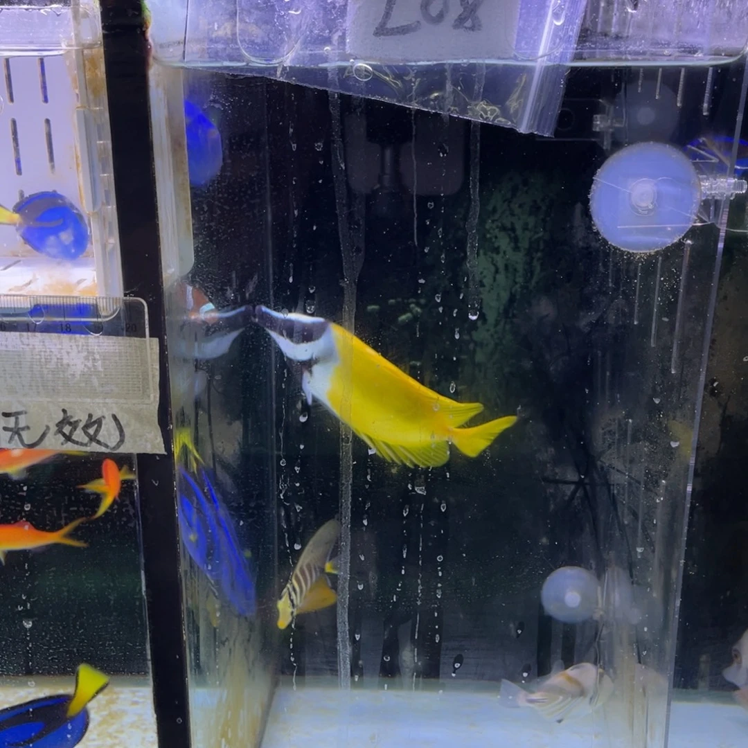 海水鱼大帆一条144111