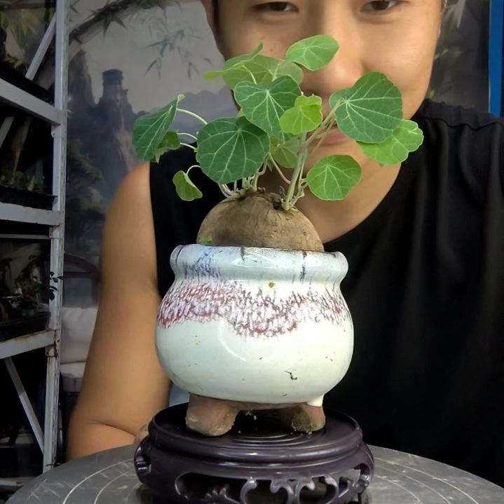 江**宁中青园艺一物一拍297