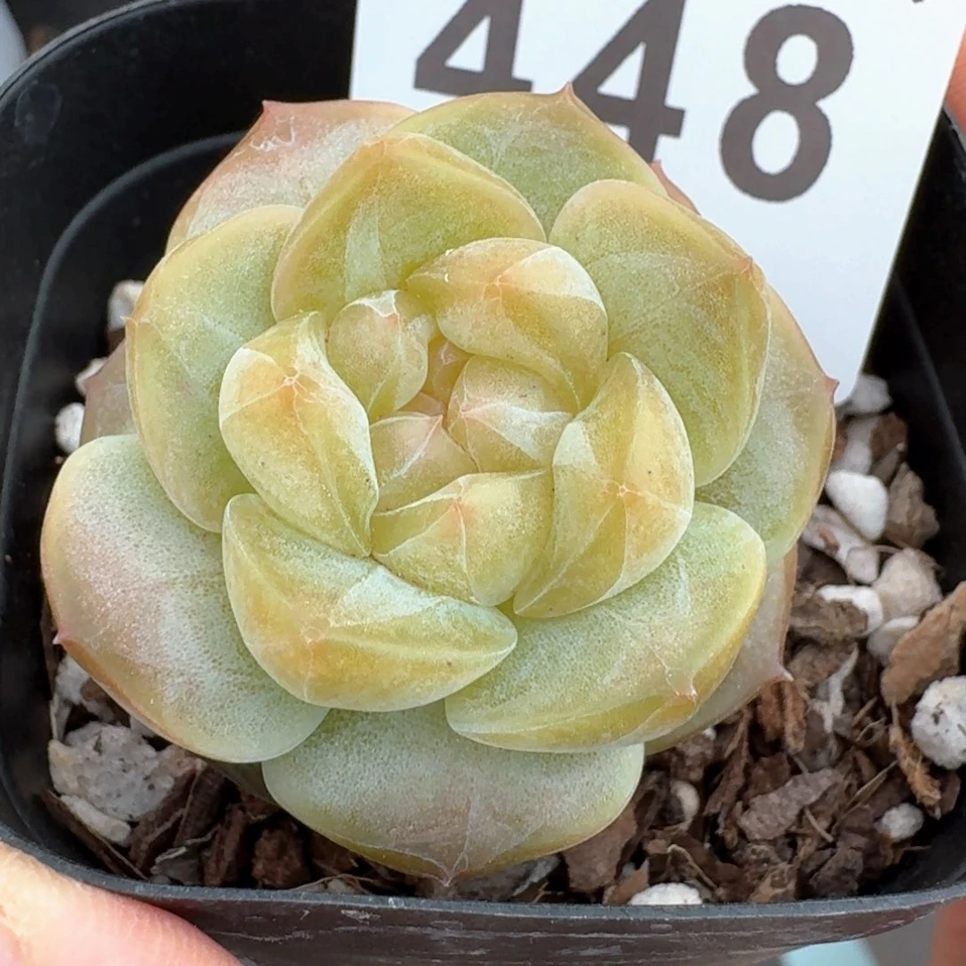 白体珍妮         多肉植物
