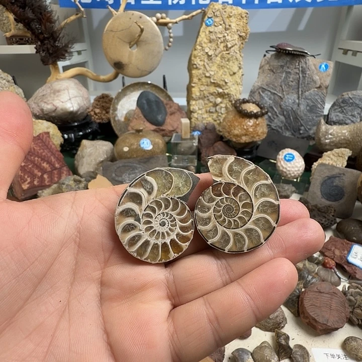 玉菊石摆件家居摆件