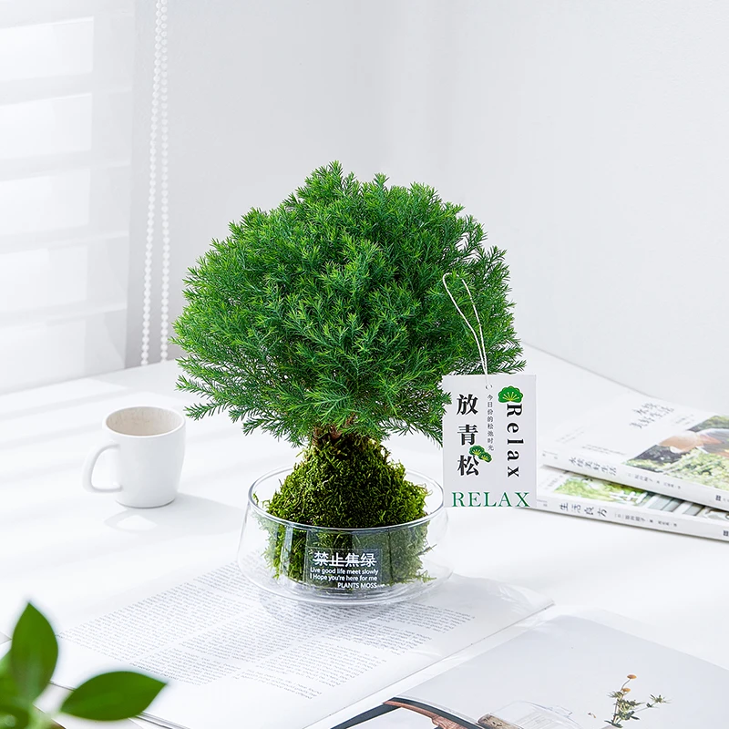 雾凇苔藓球盆栽室内办公室桌面绿植四季常青易养活净化空气小植物
