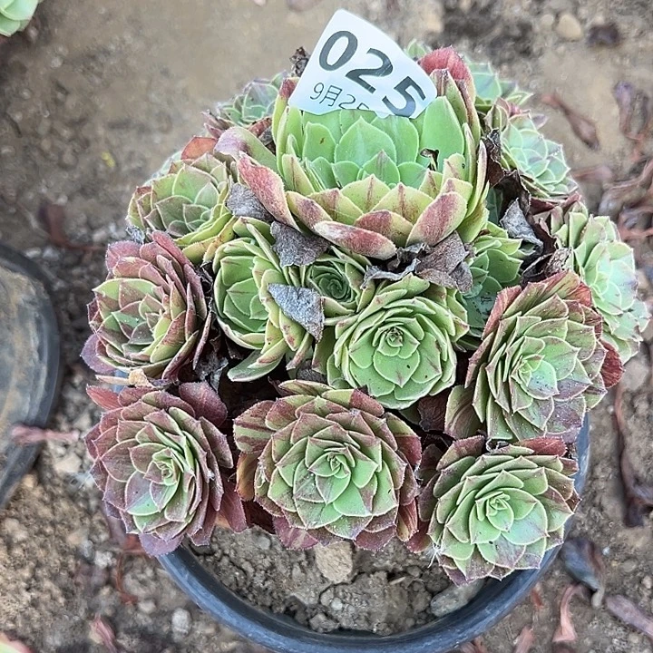 9.25.25化学我多肉植物4