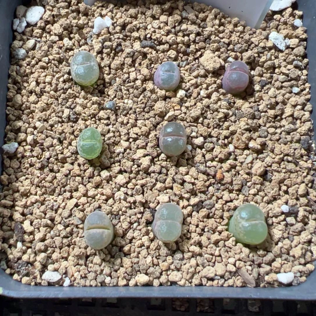 电***鱼11-30肉锥多肉植物