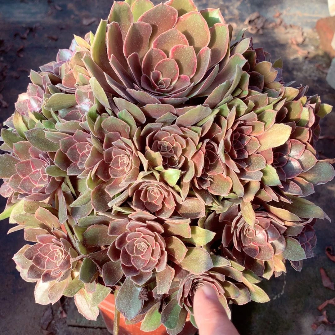 恶魔之吻，多肉植物