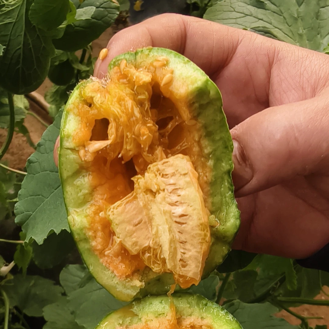 陕北绥德芝麻香瓜   现摘现发头茬瓜 脆甜爽口 顺丰包邮