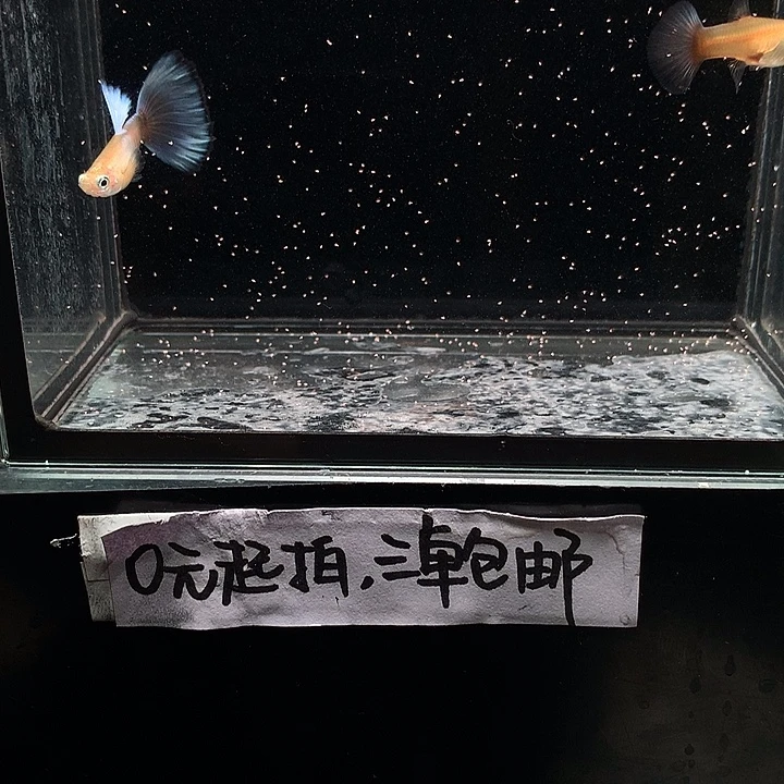 孔雀鱼拉朱莉紫尾一对