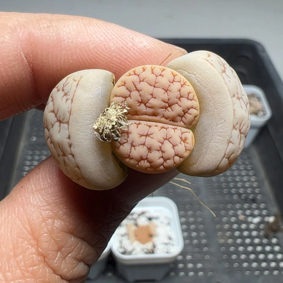 【闪购商品】759……