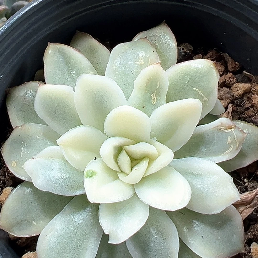 雪鸢锦 小方花圃一物一拍