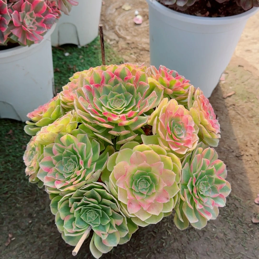 A***侠雨何，多肉植物生长