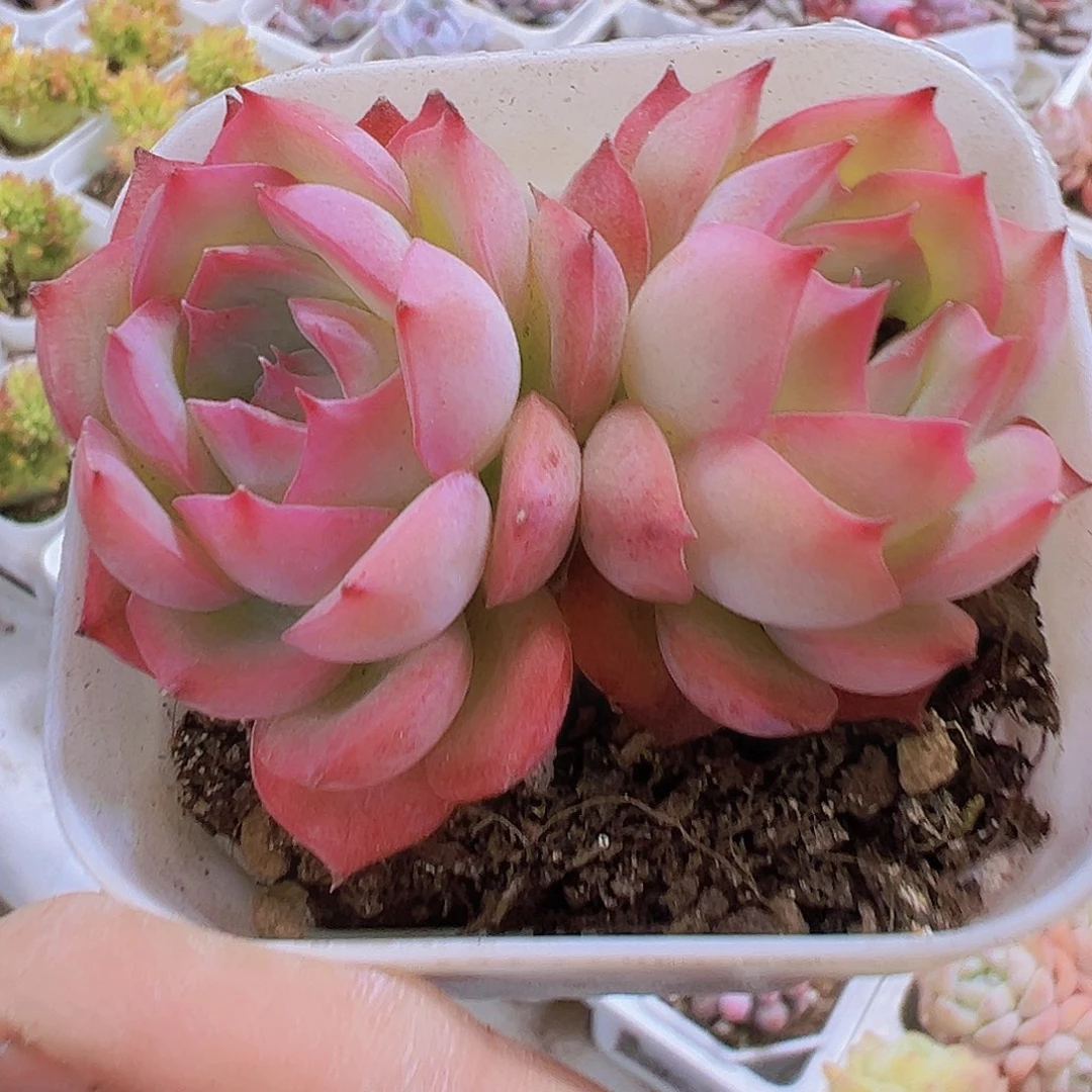 双头侧影19包邮多肉植物