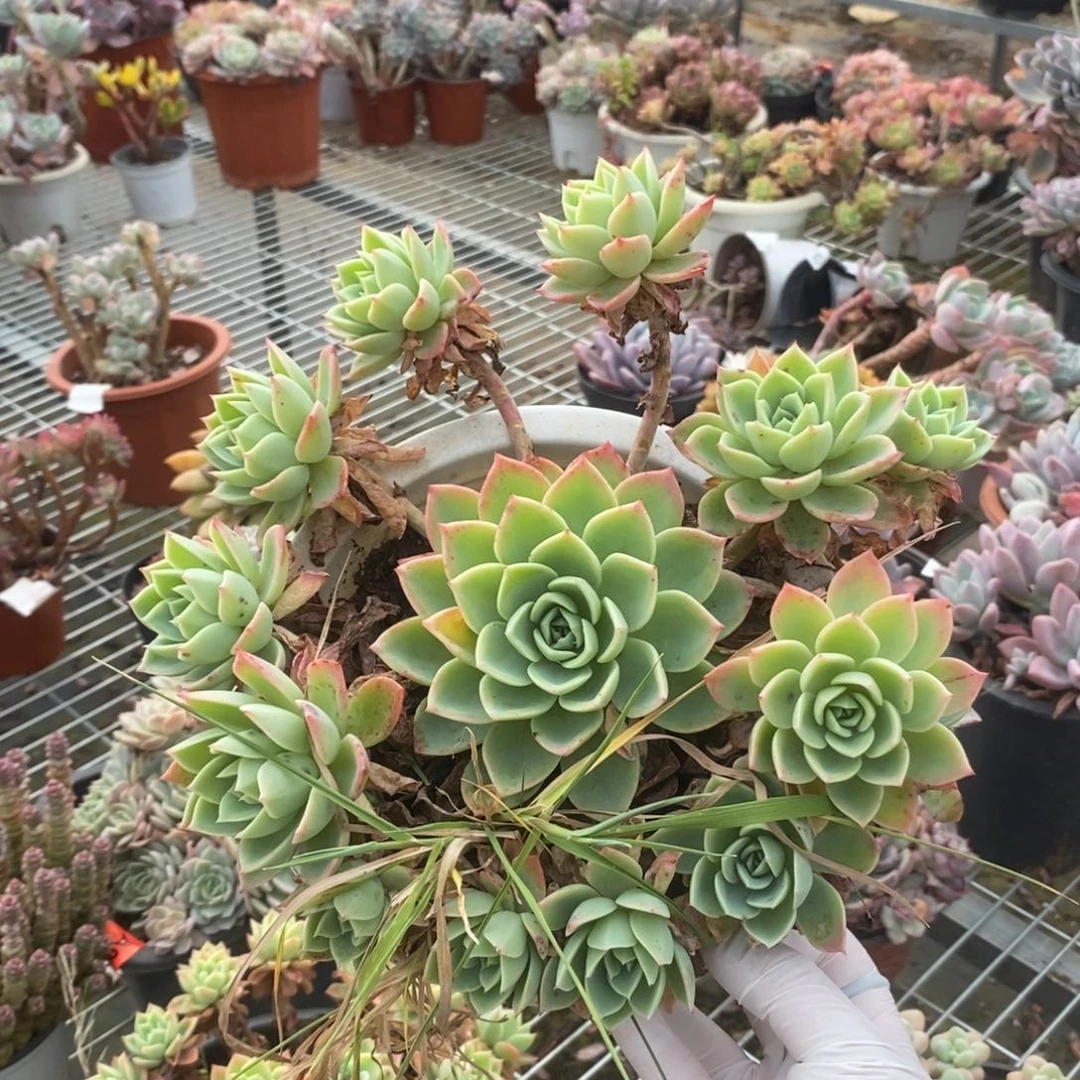 368三色堇一物一拍