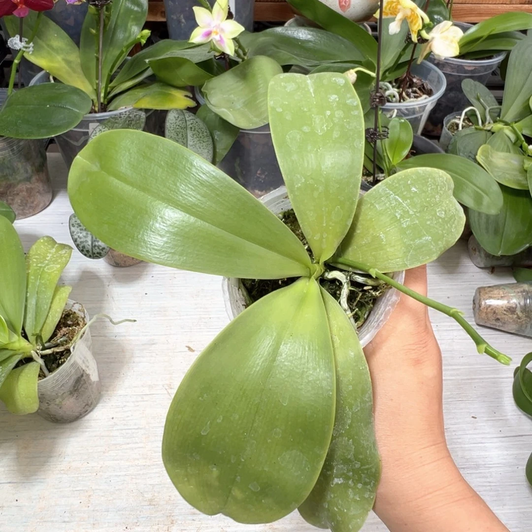 1***1当前无花栽培后可以开花