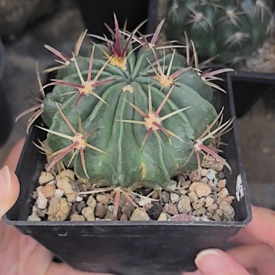 实生凌波直径8带盆土