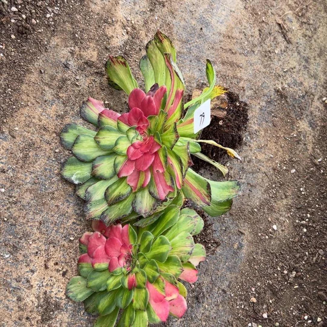 79知否多肉植物系