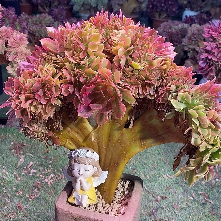 梦幻七彩法师锦缀化根部有修276