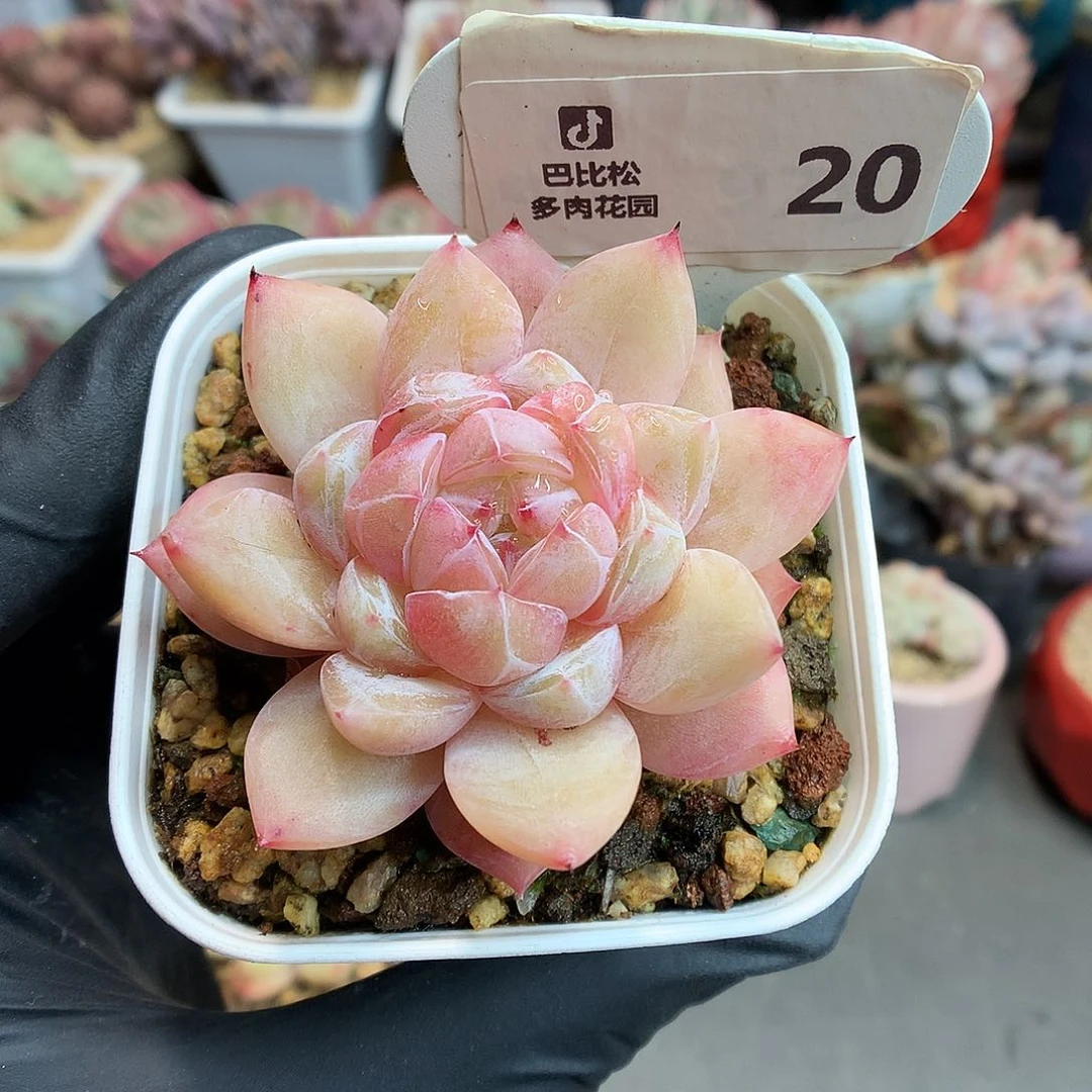 琳*喵20 钻石珍妮多肉