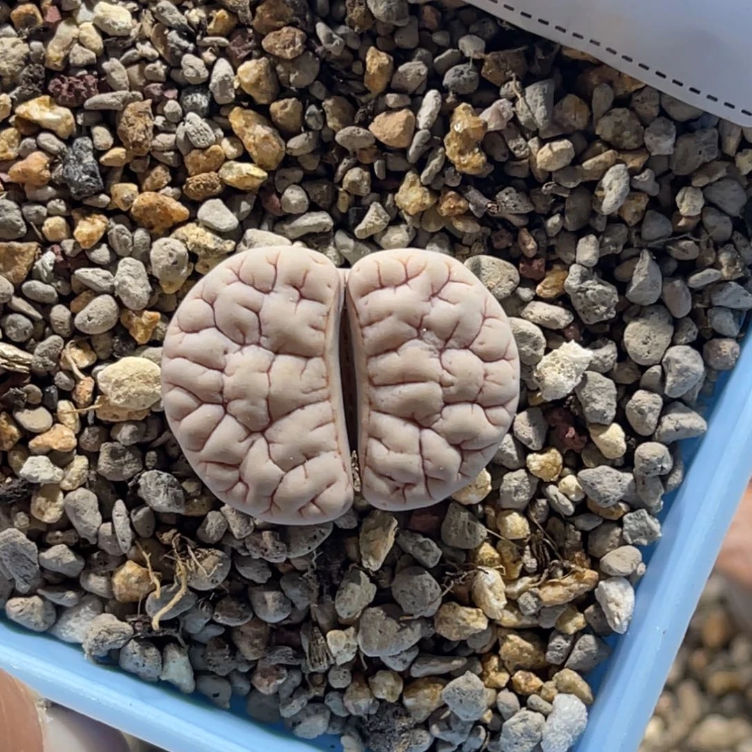 8043白底红纹凹凸1891连纹
