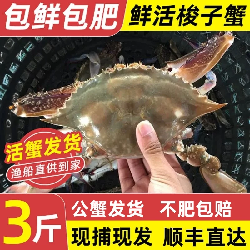 大龙【活蟹活发】梭子蟹鲜活6-8两/只3斤装顺丰冷链发【保鲜不保活】