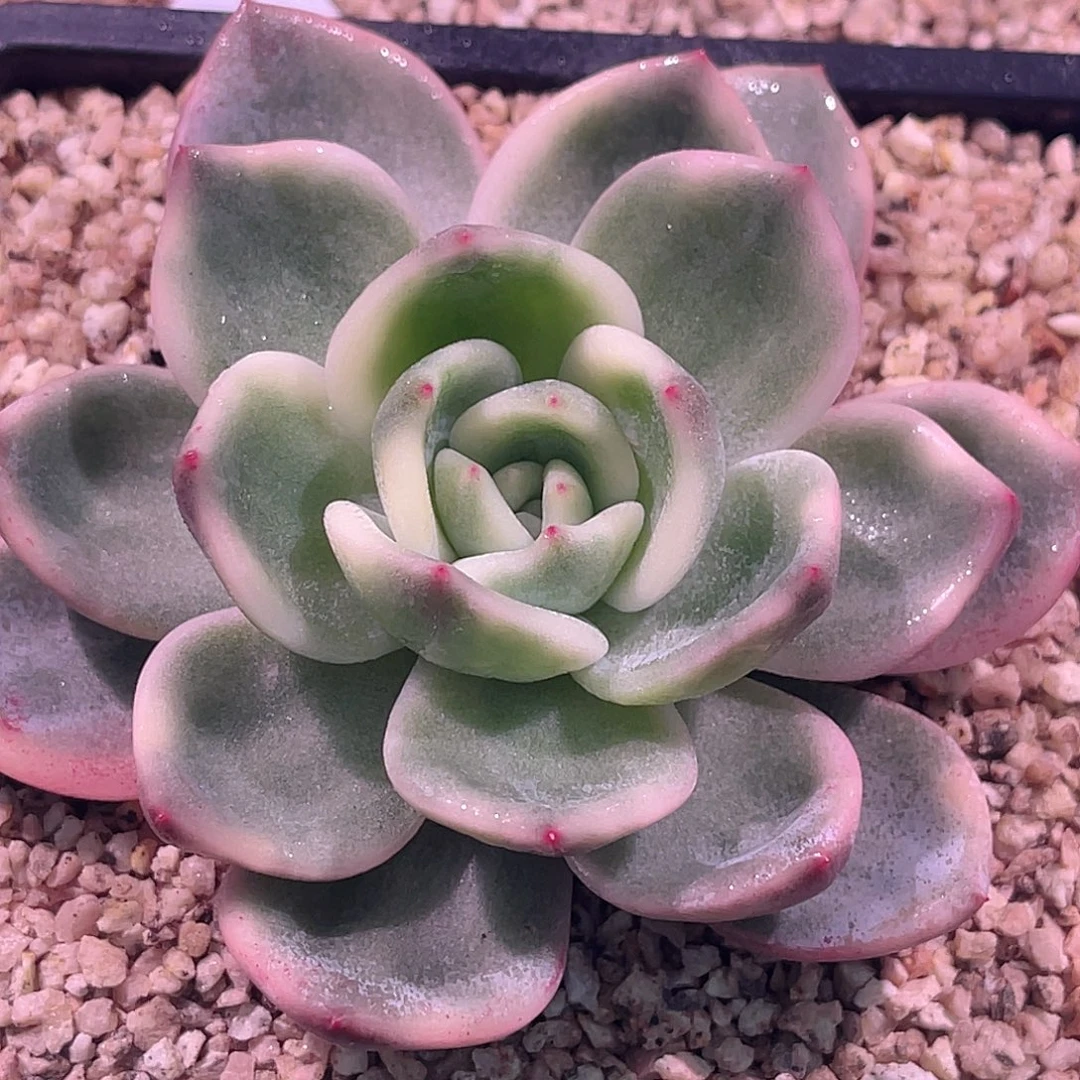 尚品园艺控养伊丽莎白锦