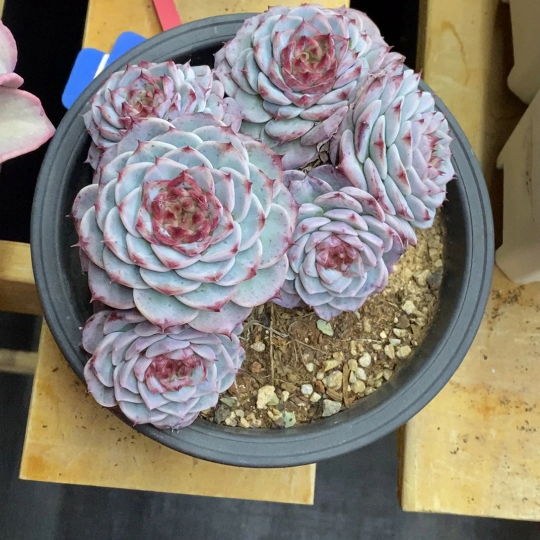 精品多肉一物一拍不包整178