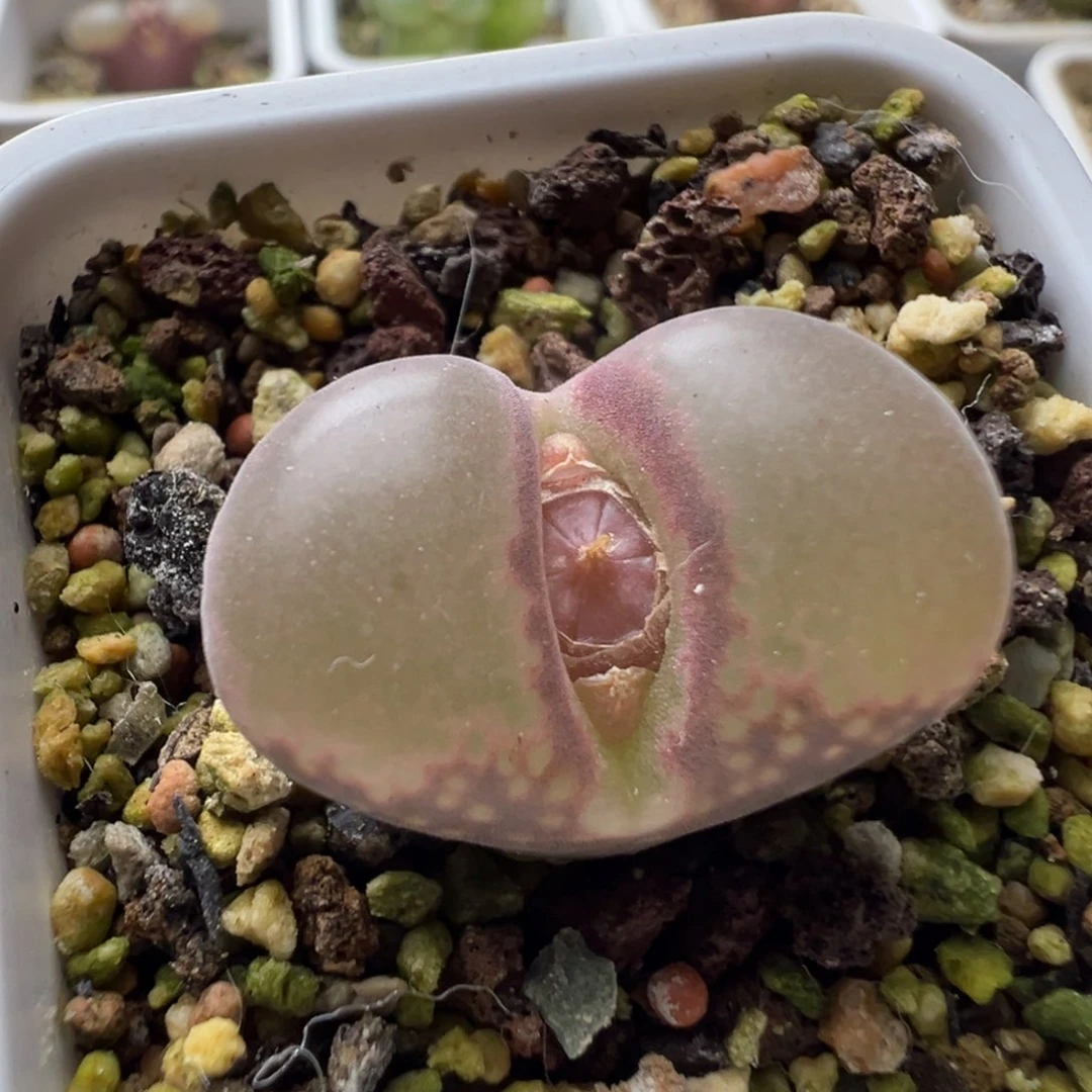 无花朵实生风铃玉19