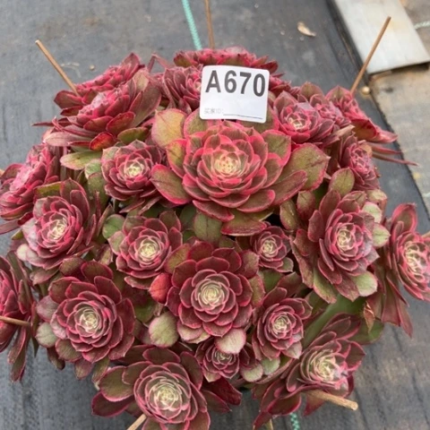 670粉花妖30厘米左右