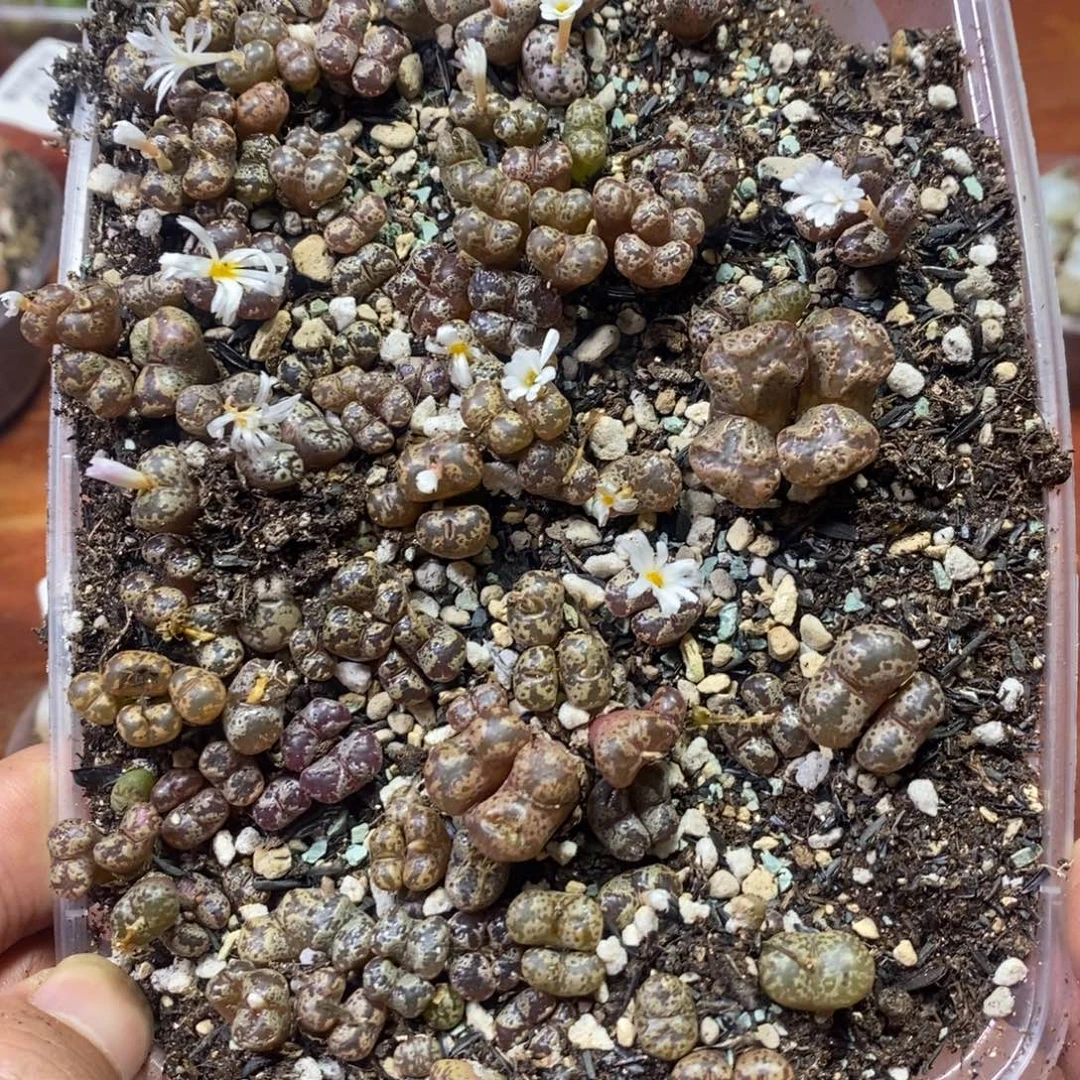 多肉蛋炒饭，感谢您相伴702