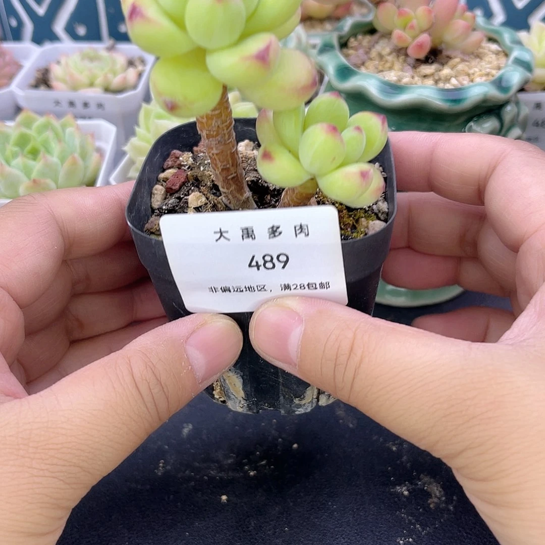 铜***烧大禹多肉，489香格里拉