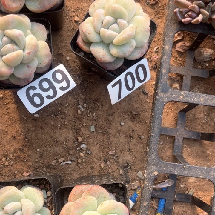 南****?多肉植物一物一拍