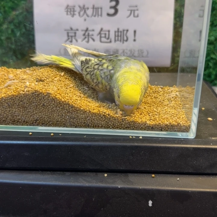虎皮鹦鹉大头虎皮鹦鹉