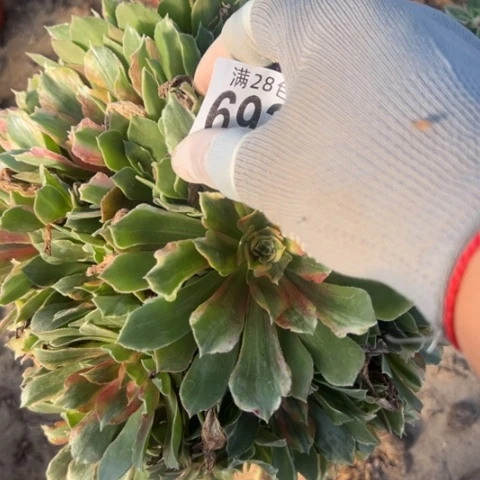 光辉多肉植物法师6920