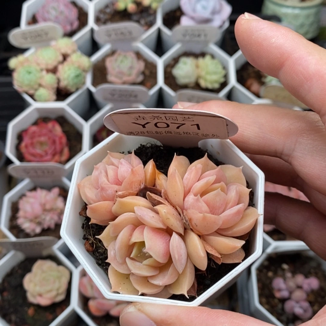 0071 昂斯诺群 6cm