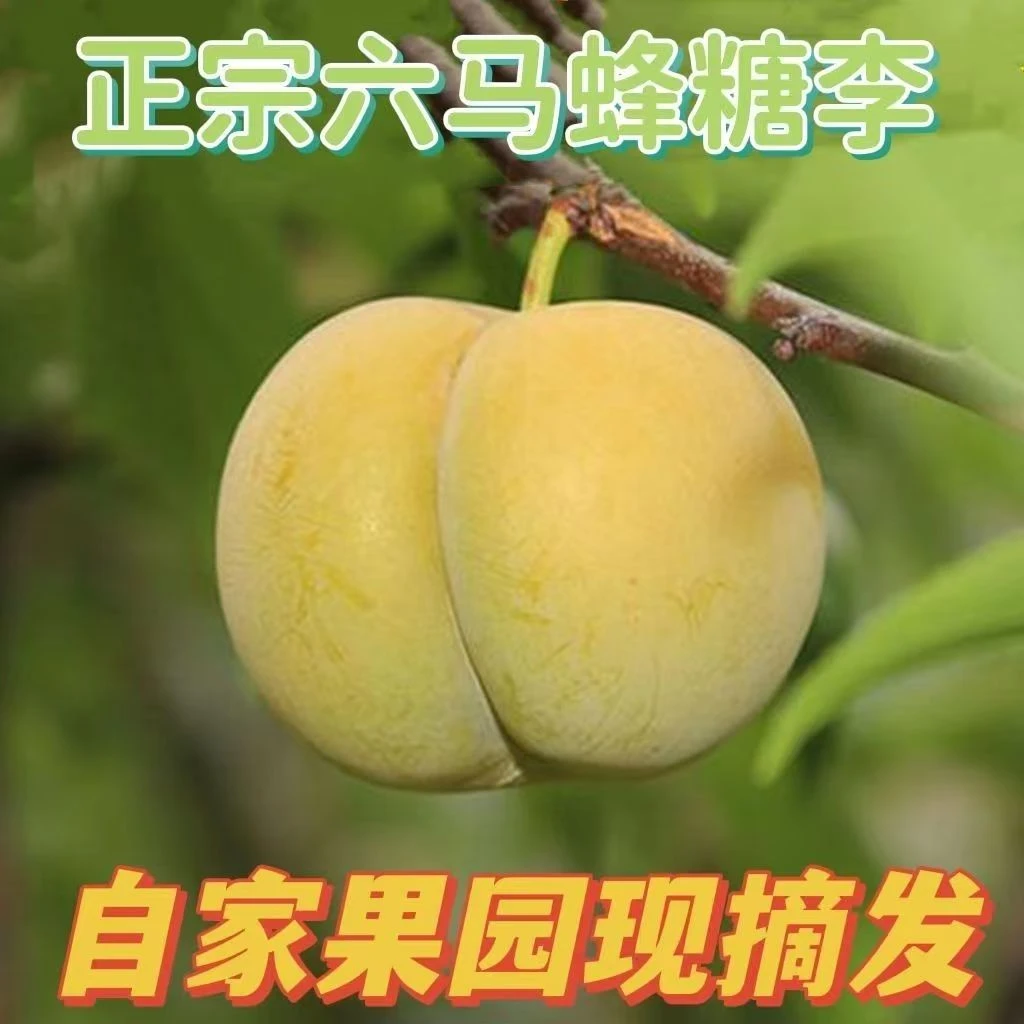 贵州六马蜂糖李高山种植现摘现发顺丰空运每一箱带溯源防码
