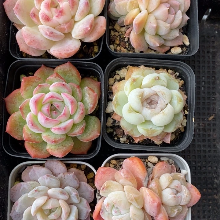 开播福利6颗糖心 12.13