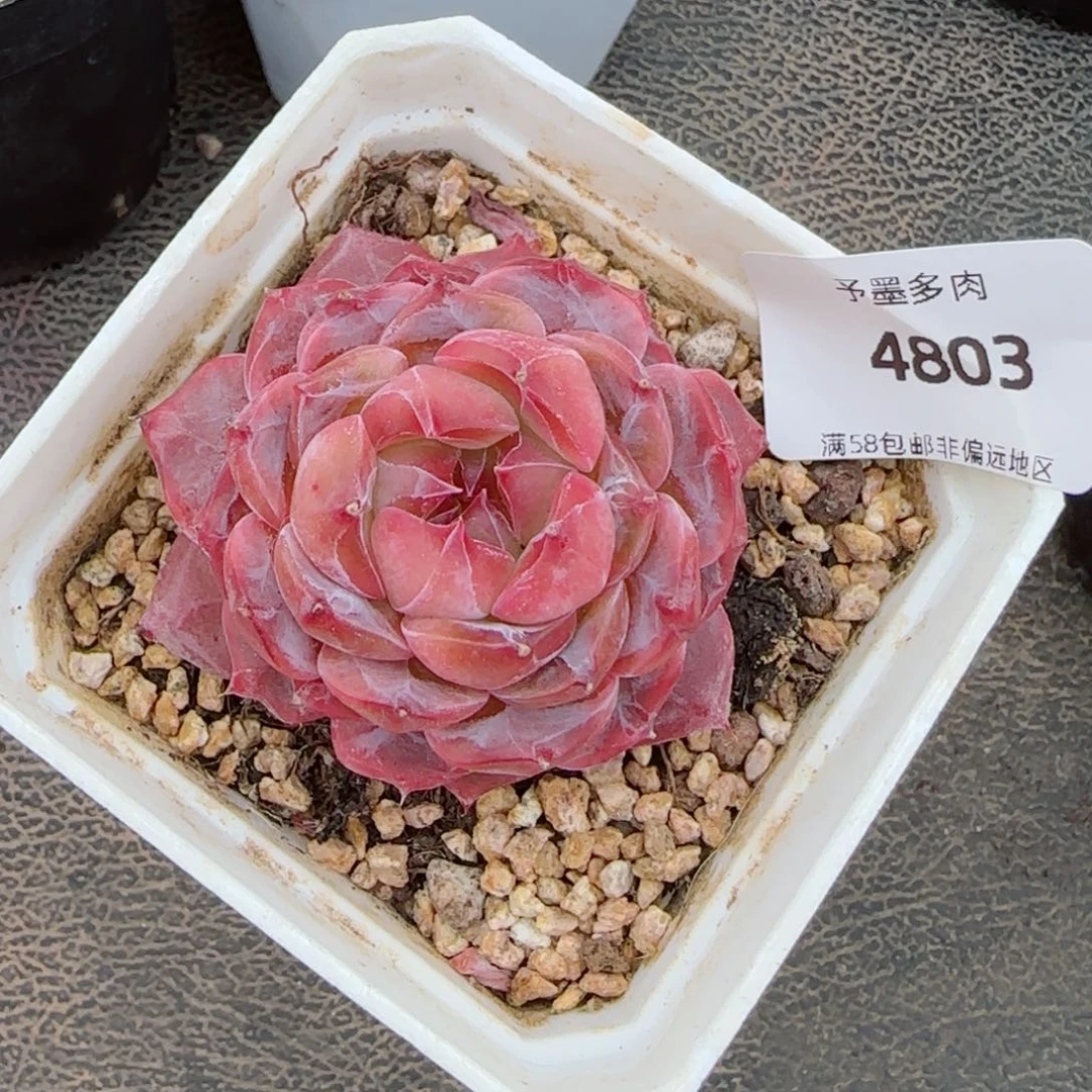 繁花，4803多肉植物