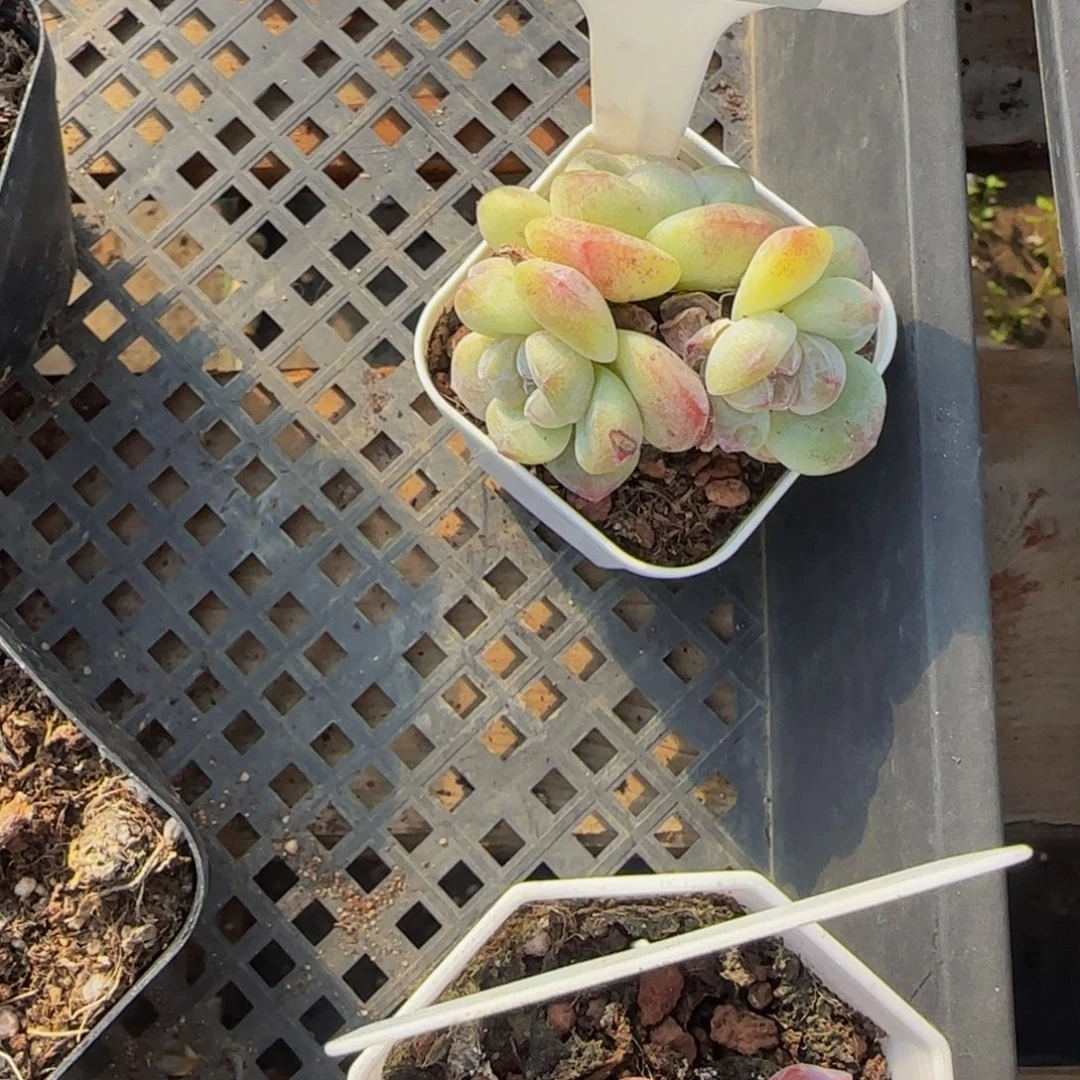 ￴***￴177 号一物一拍特价福利