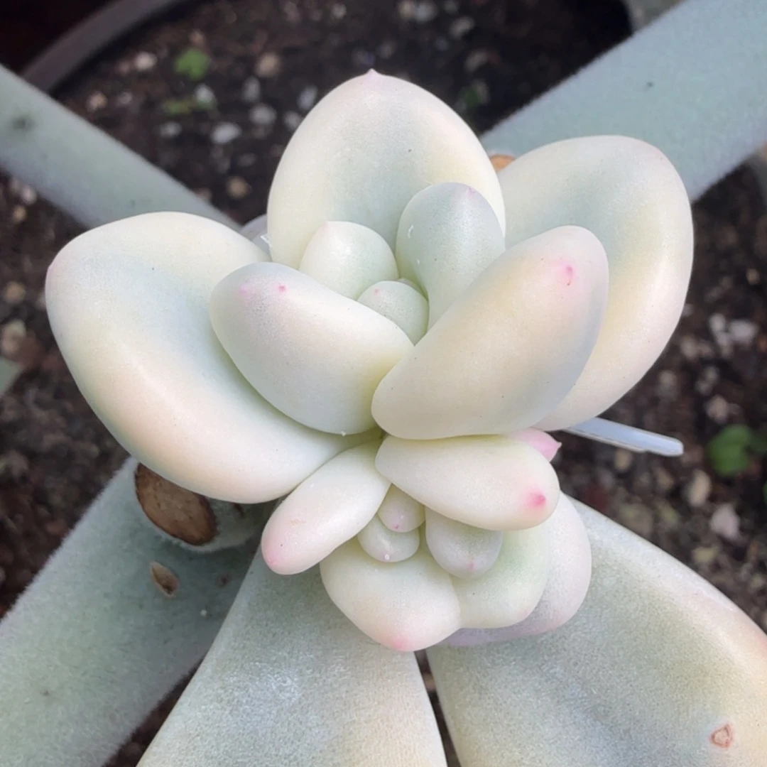 新香水锦带侧芽腹轮锦