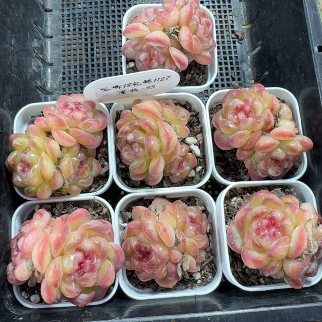 1127-035-甜茶一颗量拍