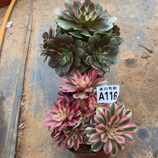 116两个法师不包断枝