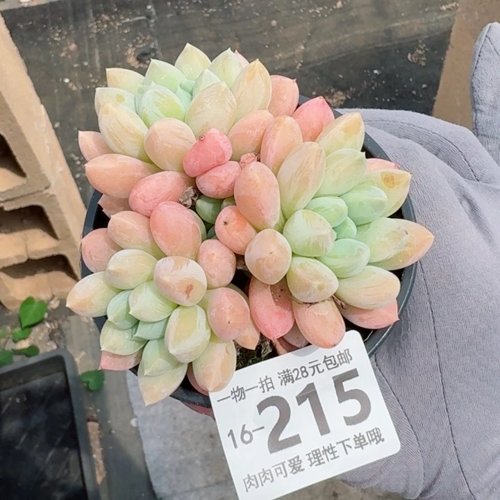 星空美人无盆土发货多肉多肉