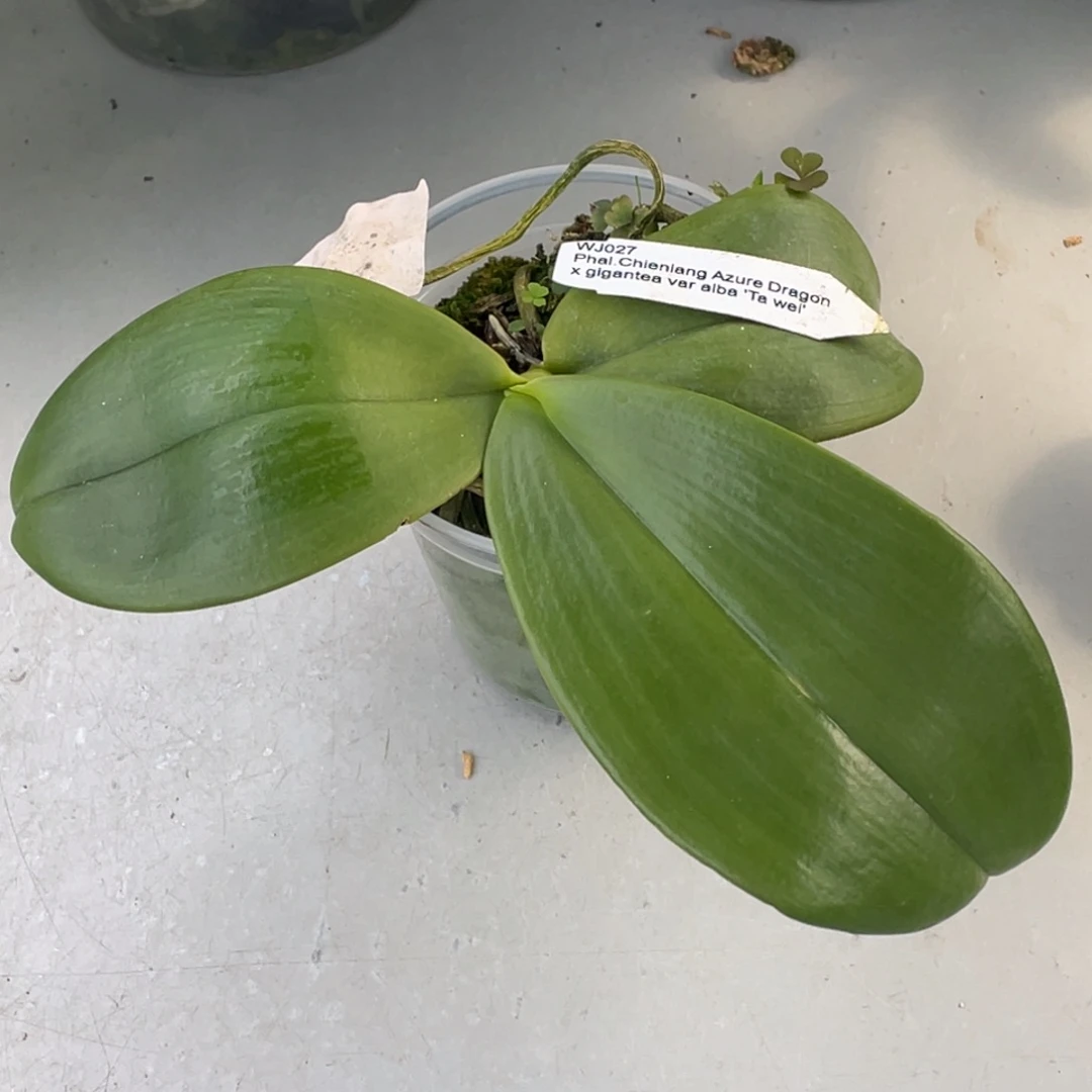 当前无花栽培后可以开花3寸天蓝龙交白象（最后一颗）有老化根