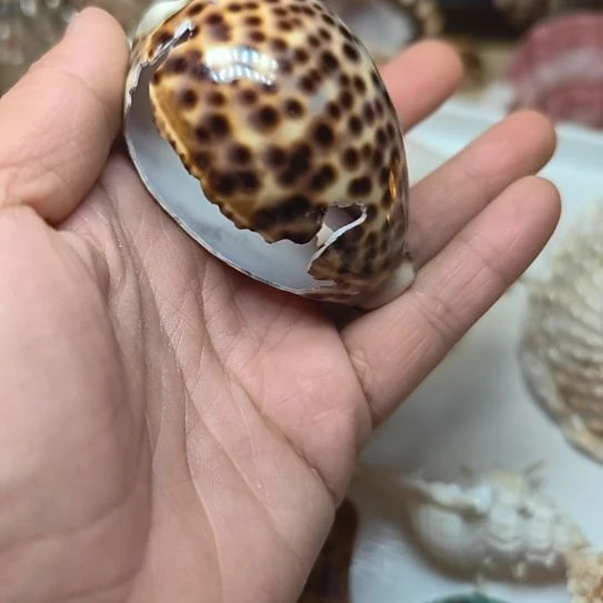 石材天然海螺贝壳