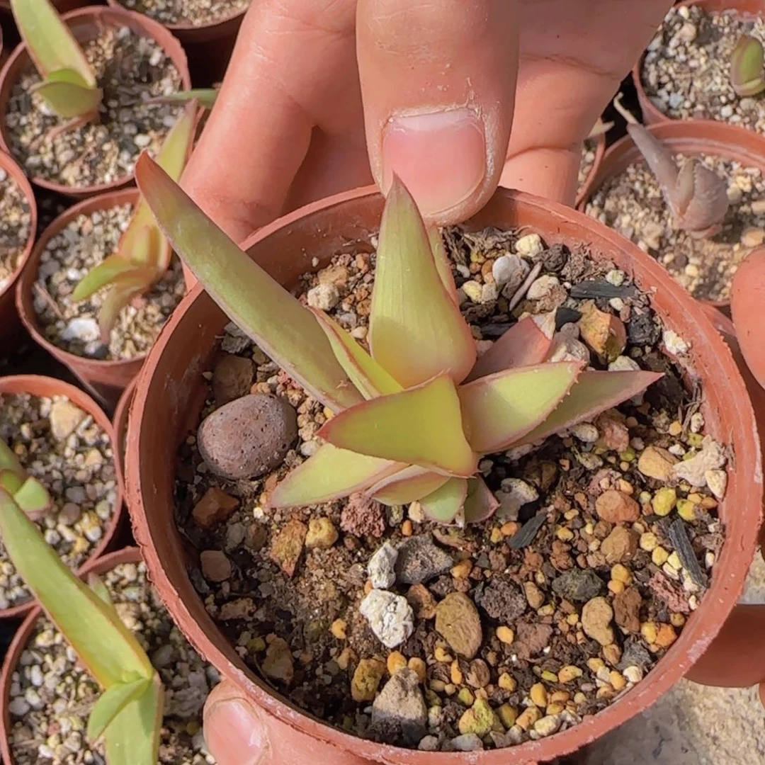 G块根植物块根植物