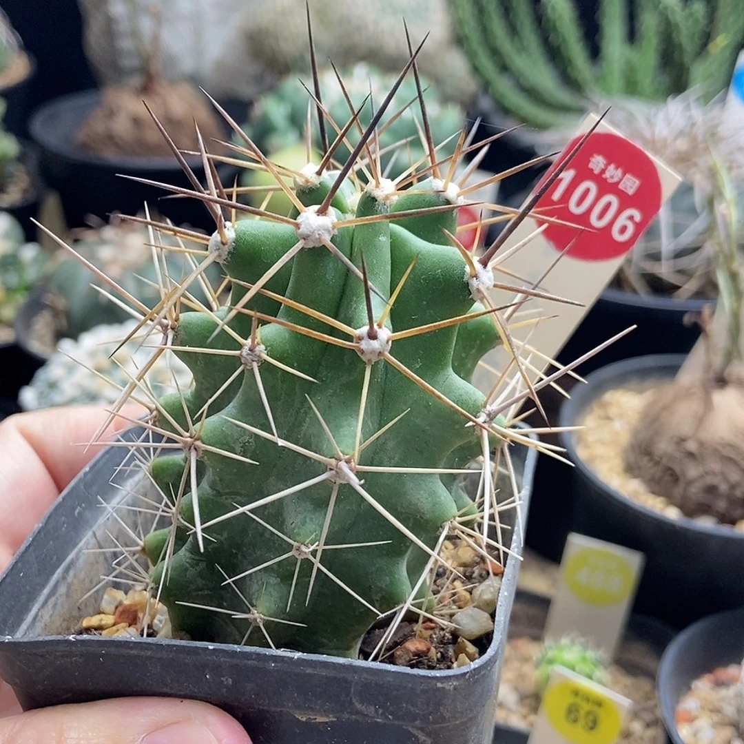 实生篝火虾一棵3680
