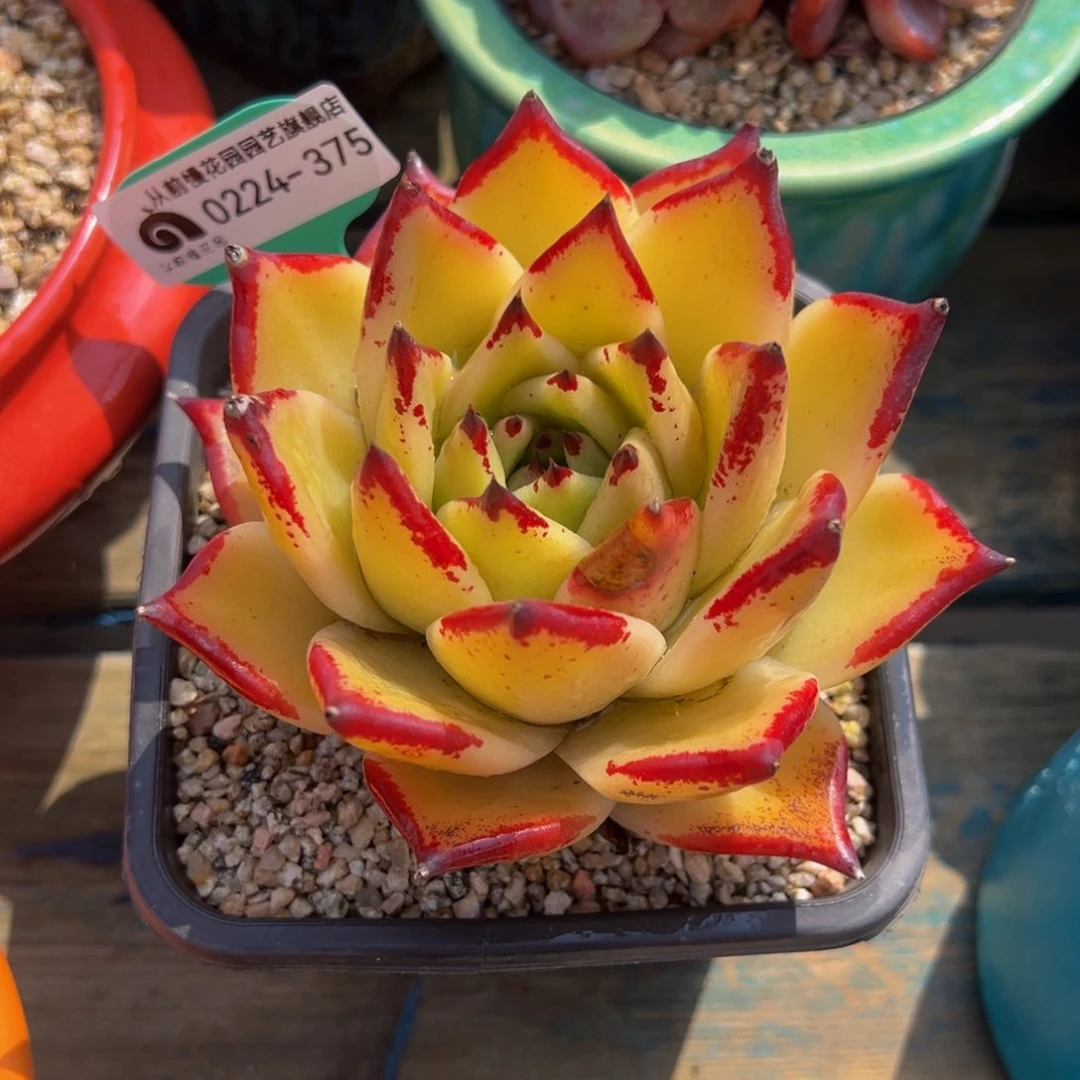 m**k从前慢多肉精选编号0224.375