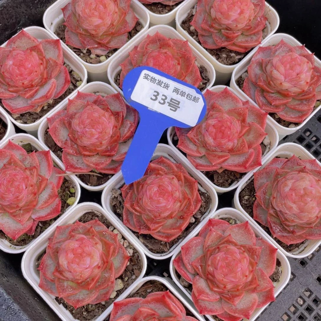 33号全状态冻唇蜜单头一个