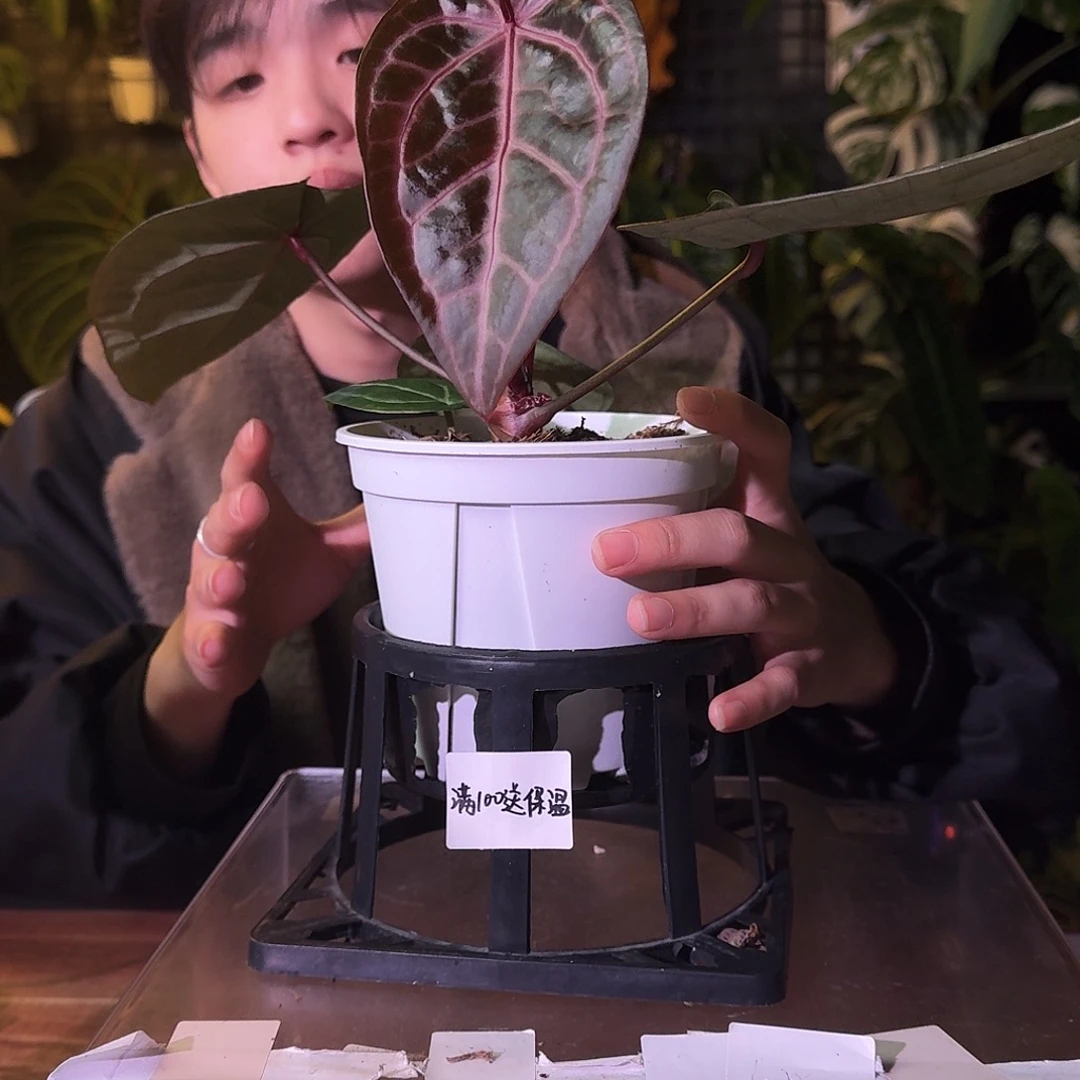 不开花植物G473紫水晶米歇尔杂银骑士