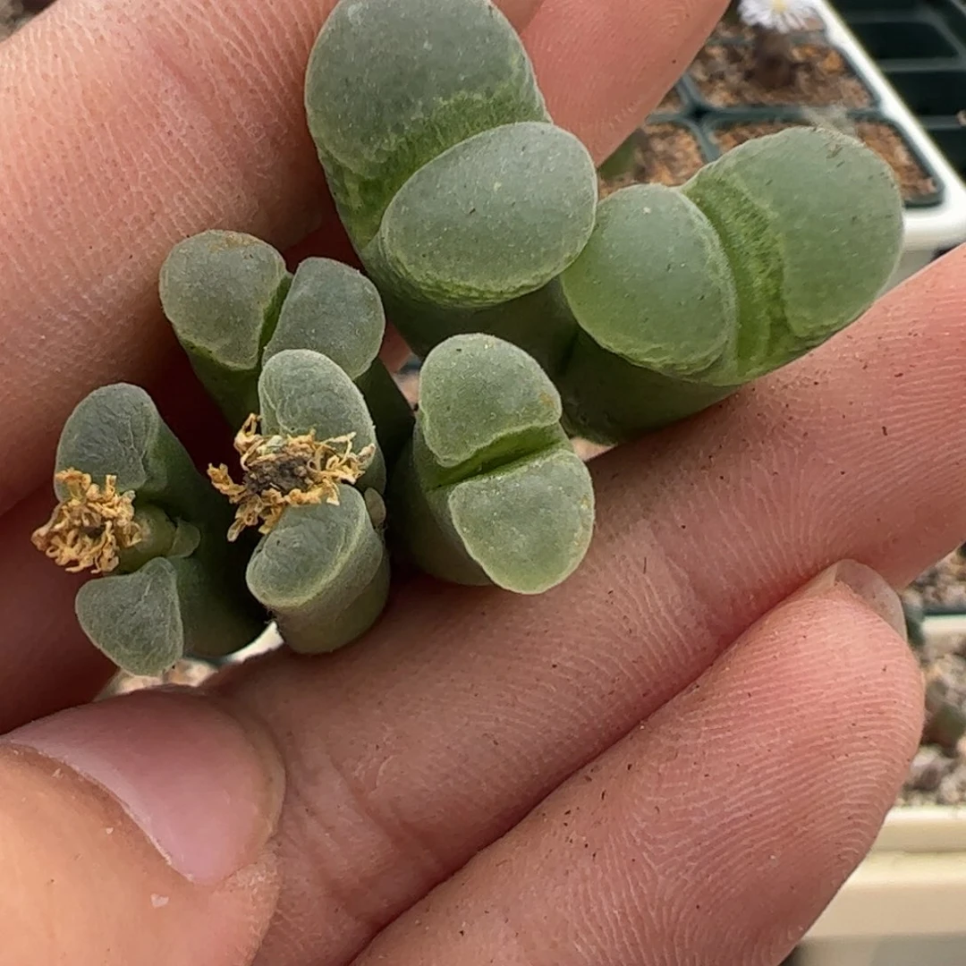 196 好看的肉锥冲冲冲